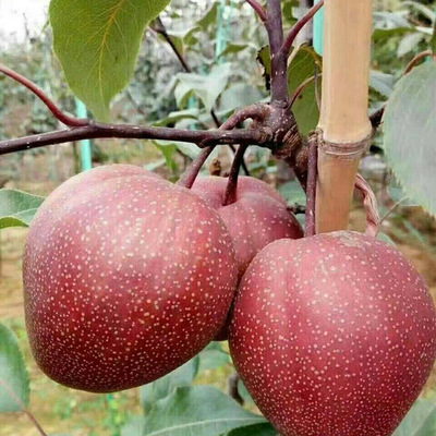 大量出售梨树苗新品种两年生红梨 全红梨当年结果个头大梨树苗