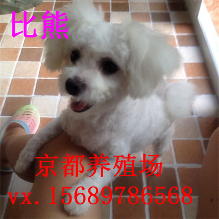 ios1438944159_1