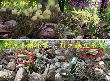 花果.jpg