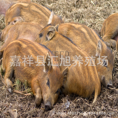 扶貧野豬苗廠家直銷 貴州商品純種野豬活體價格 小野豬幼崽多少錢