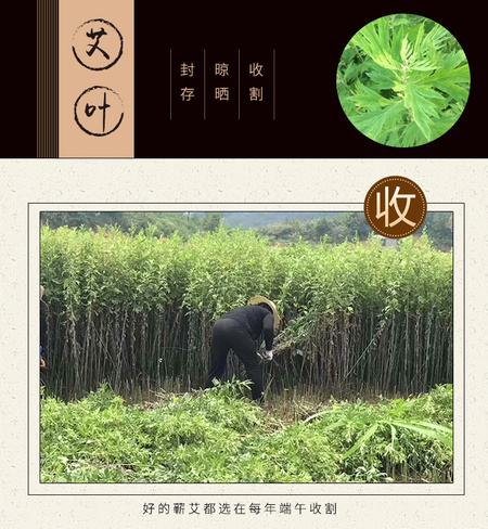 石臼蕲艾条详情_06.jpg
