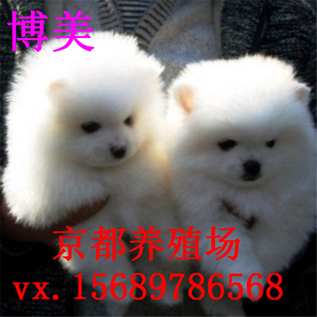 300000764046131234942829688