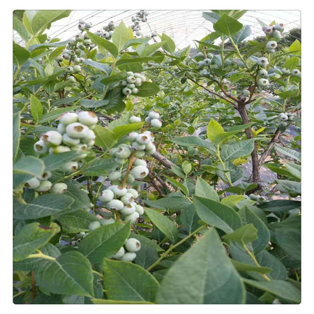 蓝莓苗基地 专业培育品种蓝莓树苗  送种植技术资料