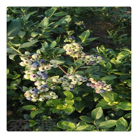 蓝莓苗基地 专业培育品种蓝莓树苗  送种植技术资料