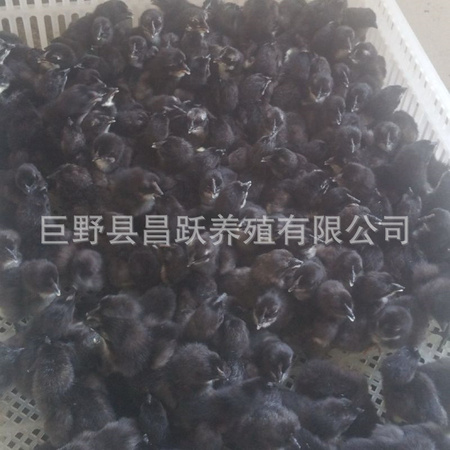 黑丝毛乌鸡