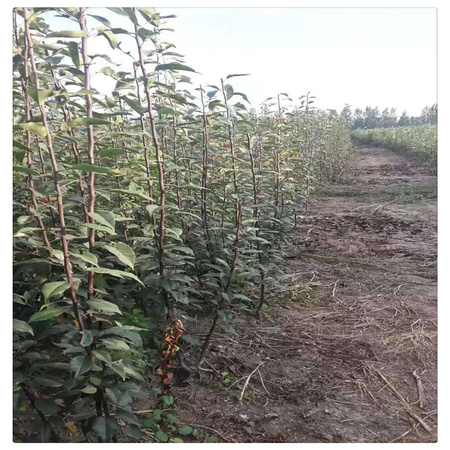 供应占地梨树苗 梨树苗价格便宜  适合南北方种植
