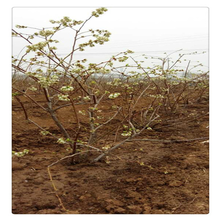 蓝莓苗基地 专业培育品种蓝莓树苗  送种植技术资料