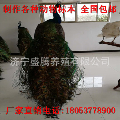 蓝孔雀标本多少钱一只哪里有出售孔雀标本的白孔雀标本价格包邮