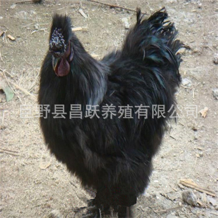 黑丝毛乌鸡