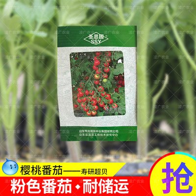 供应番茄种子 寿研超贝番茄种子 粉色樱桃番茄种子 水果番茄种子