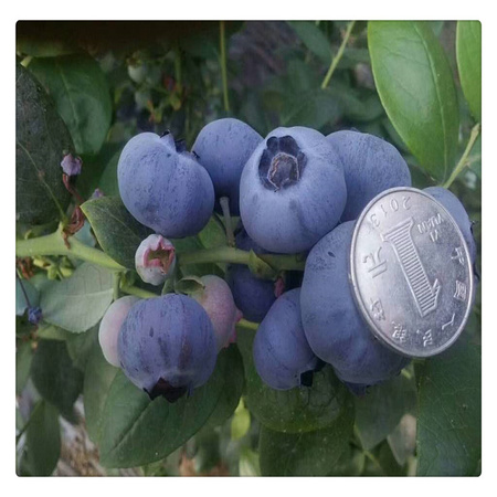 蓝莓苗基地 专业培育品种蓝莓树苗  送种植技术资料