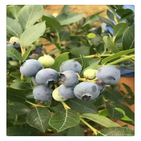 蓝莓苗基地 专业培育品种蓝莓树苗  送种植技术资料