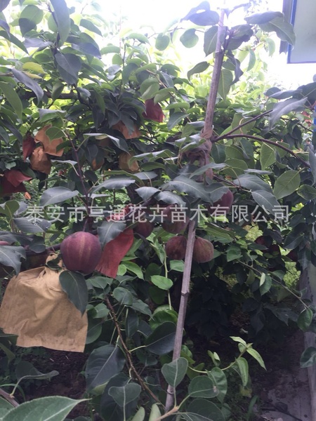 （早酥红）梨树1