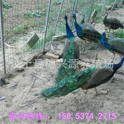哪里有出售大孔雀的地方 藍孔雀養殖場出售孔雀苗 商品孔雀