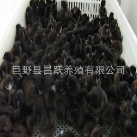 黑丝毛乌鸡