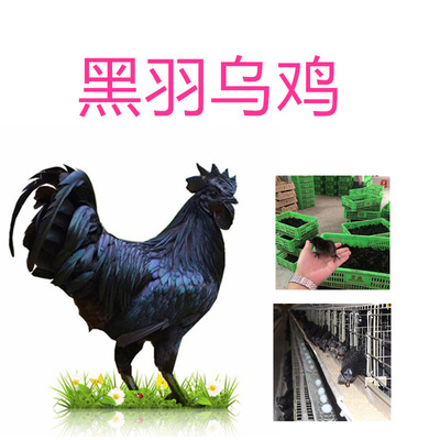 2019年厂家供应黑羽乌鸡，全国发运，黑羽乌鸡价格优惠质量保证