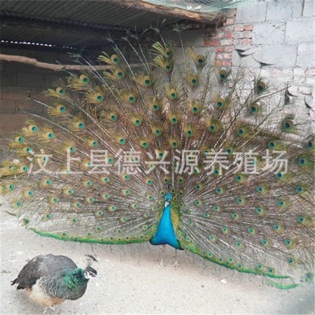 2011328184543161.JPG