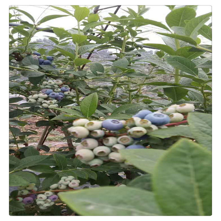 蓝莓苗基地 专业培育品种蓝莓树苗  送种植技术资料