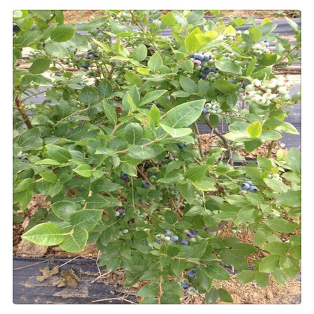 蓝莓苗基地 专业培育品种蓝莓树苗  送种植技术资料