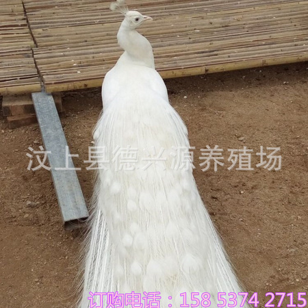 C46BR65]49{F6E7BRQ9GS8C.jpg