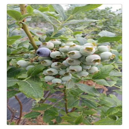 蓝莓苗基地 专业培育品种蓝莓树苗  送种植技术资料