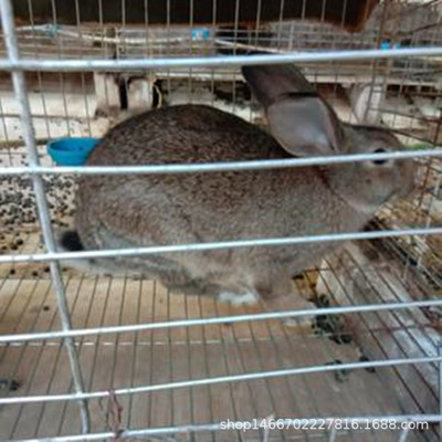 比利时肉兔，种兔价格，幼兔多少钱，免费提供养殖技术，送货上门