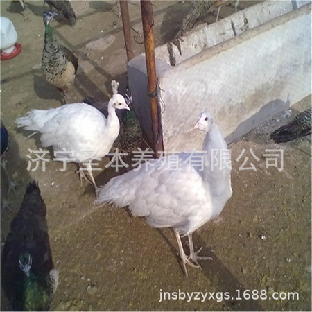 2013116154316.jpg