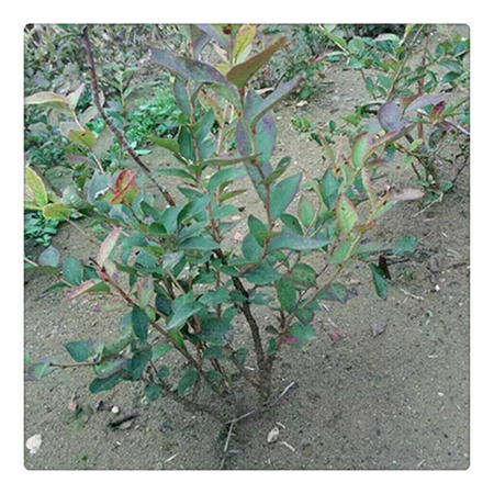 蓝莓苗基地 专业培育品种蓝莓树苗  送种植技术资料
