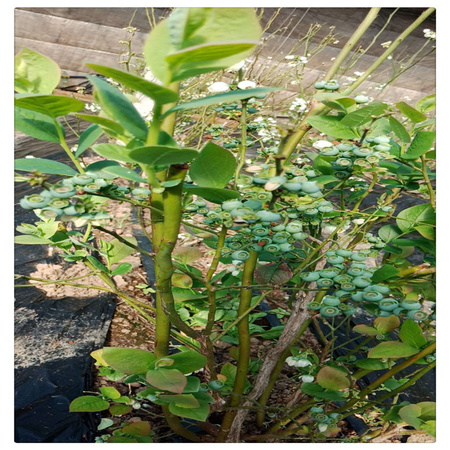 蓝莓苗基地 专业培育品种蓝莓树苗  送种植技术资料