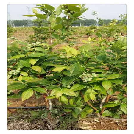 蓝莓苗基地 专业培育品种蓝莓树苗  送种植技术资料
