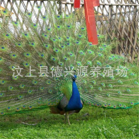 wKgSE1HeZ-CARNsnAAHQBVIhpb8442