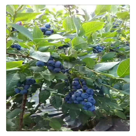 蓝莓苗基地 专业培育品种蓝莓树苗  送种植技术资料