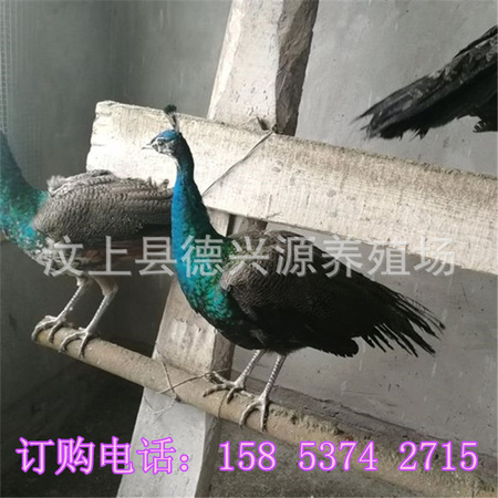 9e3df8dcd100baa1439b5b424a10b9