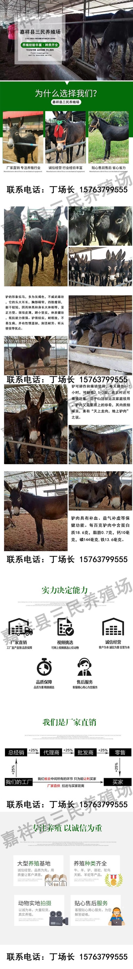 三民驴.jpg