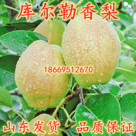 库尔勒香梨_副本_副本