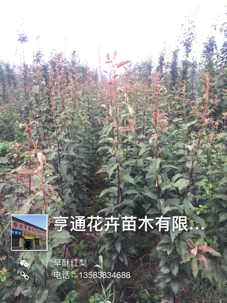 （早酥红）梨树5