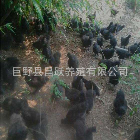 黑丝毛乌鸡