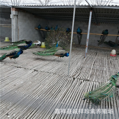 珍禽蓝孔雀活体 孔雀活体养殖 孔雀苗价格 哪里有孔雀养殖场