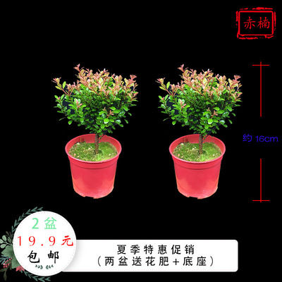 盆景赤楠文竹客厅微型小叶植物盆栽非常容易绿植无 秋季净化空气