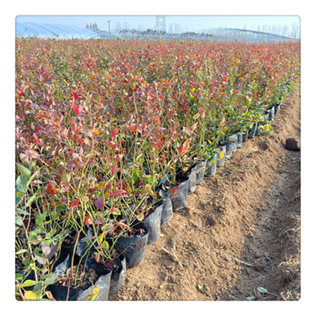 蓝莓苗基地 专业培育品种蓝莓树苗  送种植技术资料