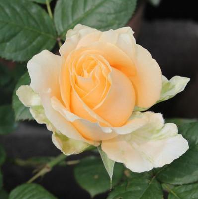 欧月蜜桃雪山大花香水型玫瑰苗 奶黄色香槟色玫瑰花苗盆栽