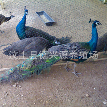 180718104935121.jpg