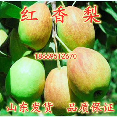红香梨_副本_副本