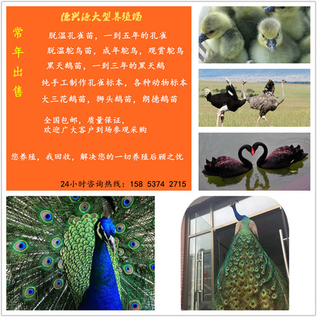 未命名_副本88