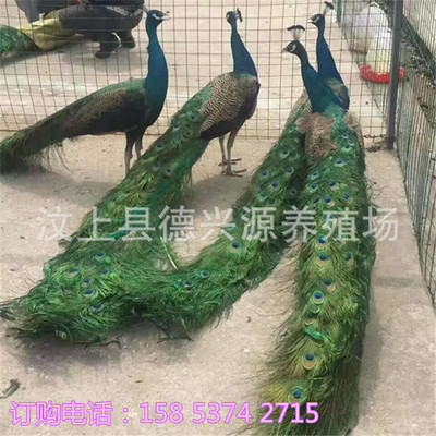 附件哪里有賣藍孔雀的 脫溫孔雀苗飼養方法 孔雀養殖場