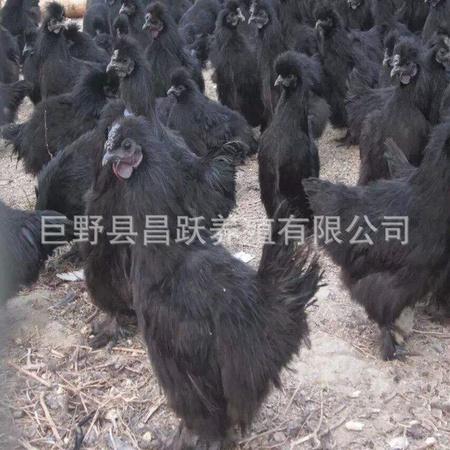 黑丝毛乌鸡