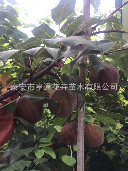 （早酥红）梨树3