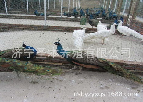 5wB50D6BAC6FED46D0DD4EC3569625