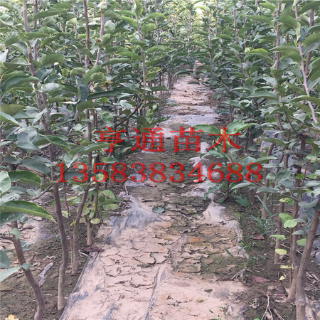 （ylxl）梨树3