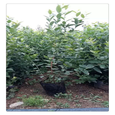 蓝莓苗基地 专业培育品种蓝莓树苗  送种植技术资料